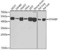 Anti-STAMBP antibody used in Western Blot (WB). GTX33524