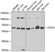 Anti-Staufen antibody used in Western Blot (WB). GTX33527