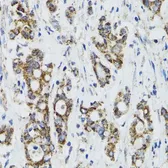 Anti-SURF1 antibody used in IHC (Paraffin sections) (IHC-P). GTX33531