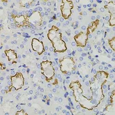 Anti-Syntaxin 1a antibody used in IHC (Paraffin sections) (IHC-P). GTX33532