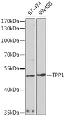 Anti-TPP1 antibody used in Western Blot (WB). GTX33553