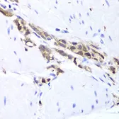 Anti-TPPP3 antibody used in IHC (Paraffin sections) (IHC-P). GTX33554