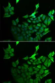 Anti-GILZ antibody used in Immunocytochemistry/ Immunofluorescence (ICC/IF). GTX33560