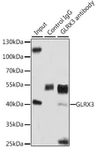 Anti-TXNL2 antibody used in Immunoprecipitation (IP). GTX33564
