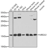 Anti-UBE2L3 antibody used in Western Blot (WB). GTX33568