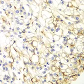 Anti-VANGL2 antibody used in IHC (Paraffin sections) (IHC-P). GTX33577