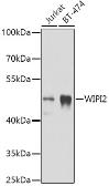 Anti-WIPI2 antibody used in Western Blot (WB). GTX33584
