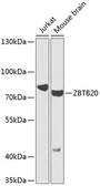 Anti-ZBTB20 antibody used in Western Blot (WB). GTX33588