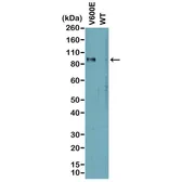 Anti-B-Raf (V600E Mutant Specific) antibody [RM8] used in Western Blot (WB). GTX33595