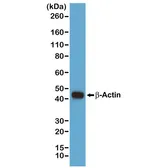 Anti-beta Actin antibody [RM112] used in Western Blot (WB). GTX33610