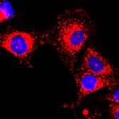 Anti-GAPDH antibody [RM114] used in Immunocytochemistry/ Immunofluorescence (ICC/IF). GTX33615