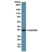 Anti-GAPDH antibody [RM114] used in Western Blot (WB). GTX33615