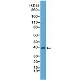 Anti-p38 MAPK antibody [RM245] used in Western Blot (WB). GTX33621