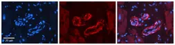 Anti-Sprouty 2 antibody used in IHC (Paraffin sections) (IHC-P). GTX33687