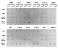 Anti-Histone H3R8me2 (Symmetric Di-methyl Arg8) antibody used in Dot blot (Dot). GTX33906