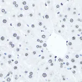 Anti-Histone H4R3me2 (Symmetric dimethyl Arg3) antibody used in IHC (Paraffin sections) (IHC-P). GTX33909