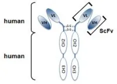 Anti-alpha Tubulin antibody [F2C] used in  (). GTX33912