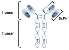 Anti-Giantin antibody [TA10] (ATTO-488) used in  (). GTX33924-13