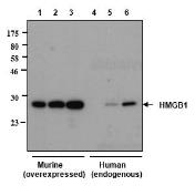 Anti-HMGB1 antibody [Giby-1-4] used in Western Blot (WB). GTX33926