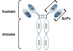 Anti-IL33 antibody [Bondy-1-1] used in  (). GTX33928