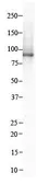 Anti-Integrin beta 8 antibody used in Western Blot (WB). GTX33960