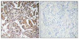 Anti-Ghrelin antibody used in IHC (Paraffin sections) (IHC-P). GTX33964