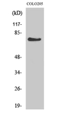 Anti-GPR115 antibody used in Western Blot (WB). GTX33970