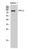 Anti-GPR115 antibody used in Western Blot (WB). GTX33971
