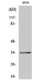 Anti-GPR18 antibody used in Western Blot (WB). GTX33975
