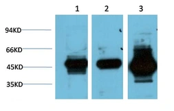 Anti-GSK3 beta antibody [1A6] used in Western Blot (WB). GTX33980