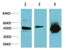 Anti-GSK3 beta antibody [2C6] used in Western Blot (WB). GTX33981