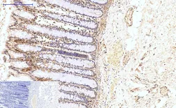 Anti-HAO1 antibody [Mix] used in IHC (Paraffin sections) (IHC-P). GTX33987