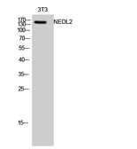 Anti-NEDL2 antibody used in Western Blot (WB). GTX33989