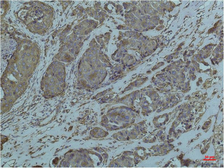 Anti-Grp78 antibody [10C9] used in IHC (Paraffin sections) (IHC-P). GTX33997
