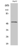 Anti-LILRA2 antibody used in Western Blot (WB). GTX34036
