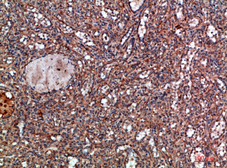 Anti-HLA-DQA1 antibody used in IHC (Paraffin sections) (IHC-P). GTX34049