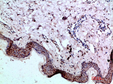 Anti-BMP1 antibody used in IHC (Paraffin sections) (IHC-P). GTX34060