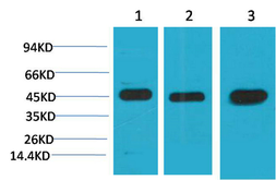 Anti-MEK2 antibody [2C3] used in Western Blot (WB). GTX34070