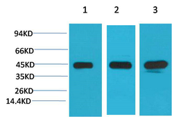 Anti-MEK2 antibody [7D11] used in Western Blot (WB). GTX34071