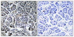 Anti-MOBKL2C antibody used in IHC (Paraffin sections) (IHC-P). GTX34082