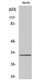 Anti-MRGPRG antibody used in Western Blot (WB). GTX34084