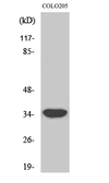 Anti-MRPL4 antibody used in Western Blot (WB). GTX34087