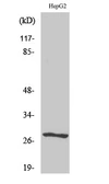 Anti-NPDC1 antibody used in Western Blot (WB). GTX34101