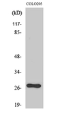 Anti-OTUB2 antibody used in Western Blot (WB). GTX34115