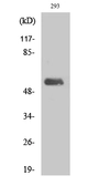 Anti-DNA polymerase lambda antibody used in Western Blot (WB). GTX34129