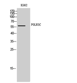 Anti-RPC62 antibody used in Western Blot (WB). GTX34130