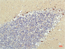 Anti-PPAR delta antibody [2F9] used in IHC (Paraffin sections) (IHC-P). GTX34133