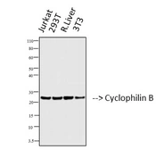 Anti-Cyclophilin B antibody [2B10] used in Western Blot (WB). GTX34135