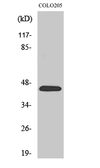 Anti-GPR73A antibody used in Western Blot (WB). GTX34145