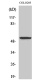 Anti-PTGER4 / EP4 antibody used in Western Blot (WB). GTX34152